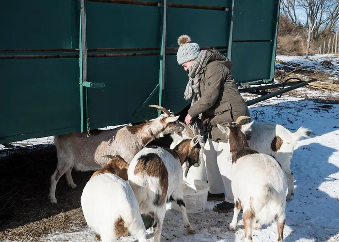Seeziege Uckermark - Am Carwitzer