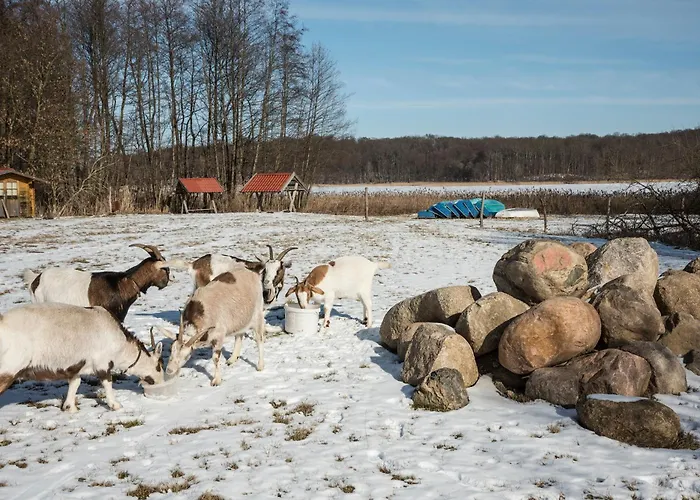 Seeziege Uckermark - Am Carwitzer Thomsdorf (Brandenburg)